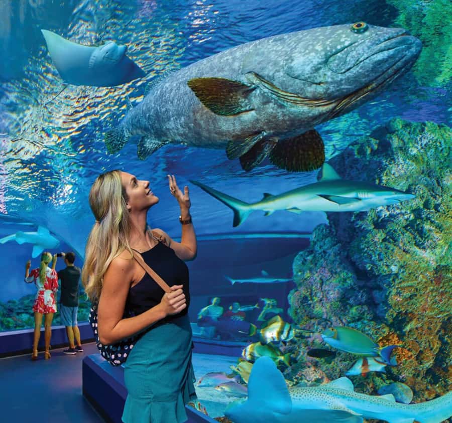 Cairns Aquarium General Admission Ticket - Quick hits for Cairns Aquarium tickets