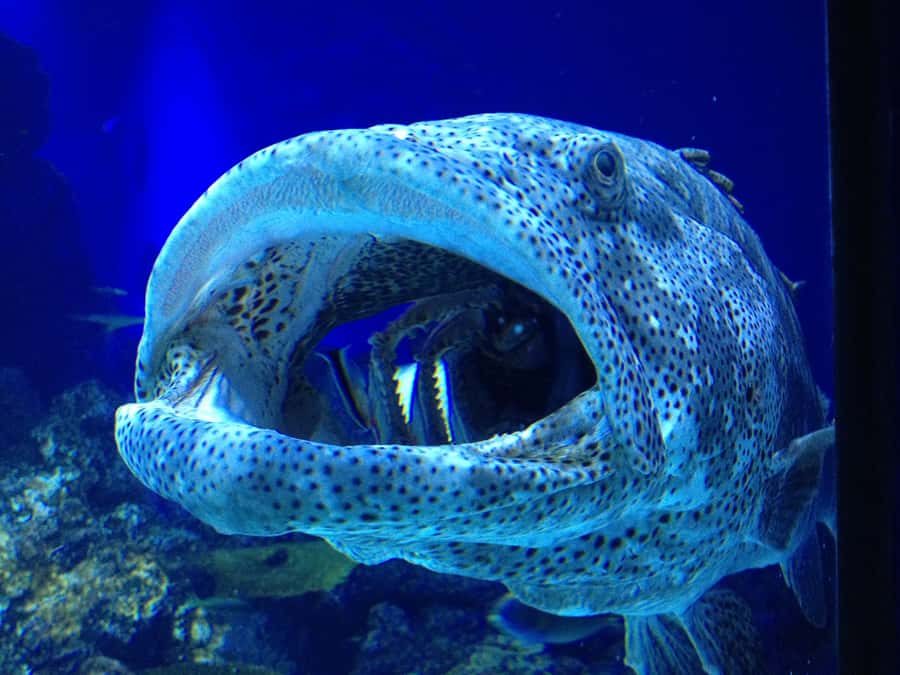 Cairns Aquarium General Admission Ticket - Food and a calm reset at Aqualuna