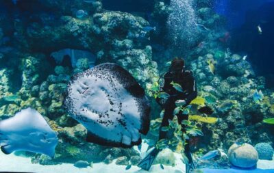 Cairns Aquarium General Admission Ticket - Your ticket experience: ten ecosystems and 71 habitats in one route