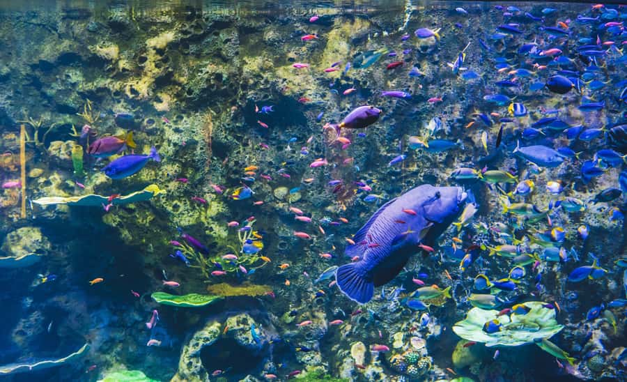 Cairns Aquarium General Admission Ticket - River Monsters freshwater exhibit: the biggest reason to budget time