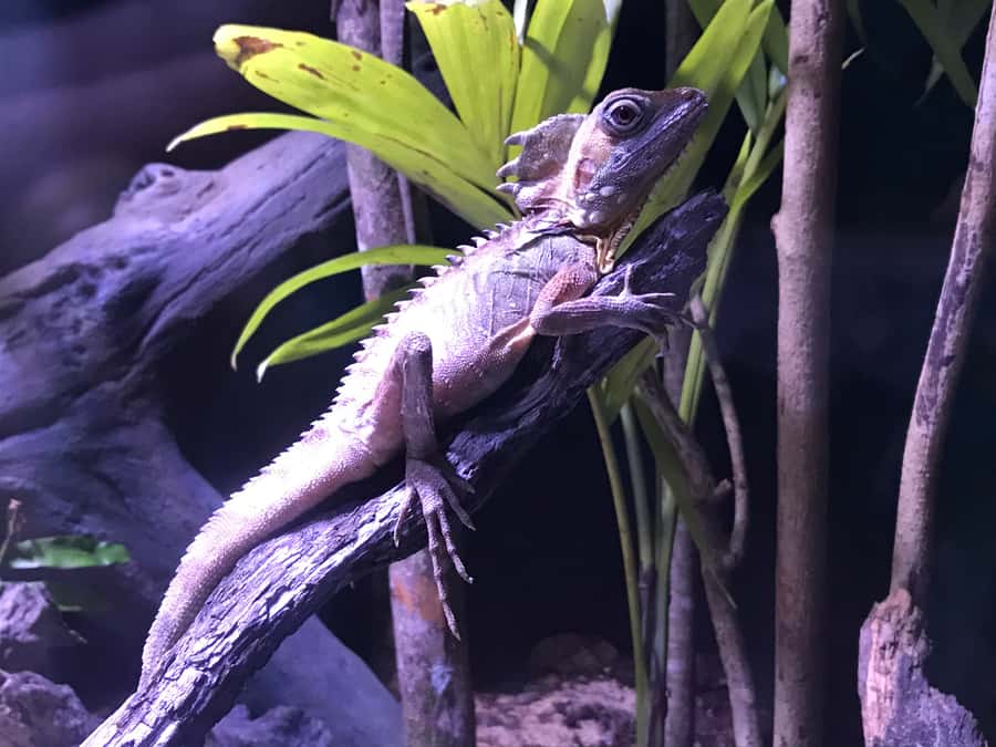 Cairns Aquarium General Admission Ticket - Talks and animal feeds: the education that stays practical