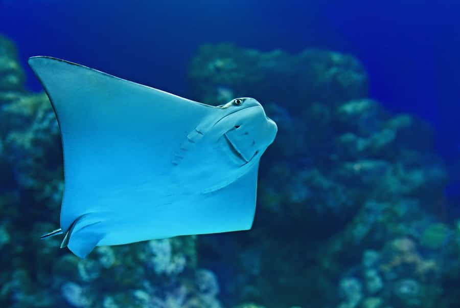 Cairns Aquarium General Admission Ticket - Touch tanks: hands-on time with marine and reptile animals