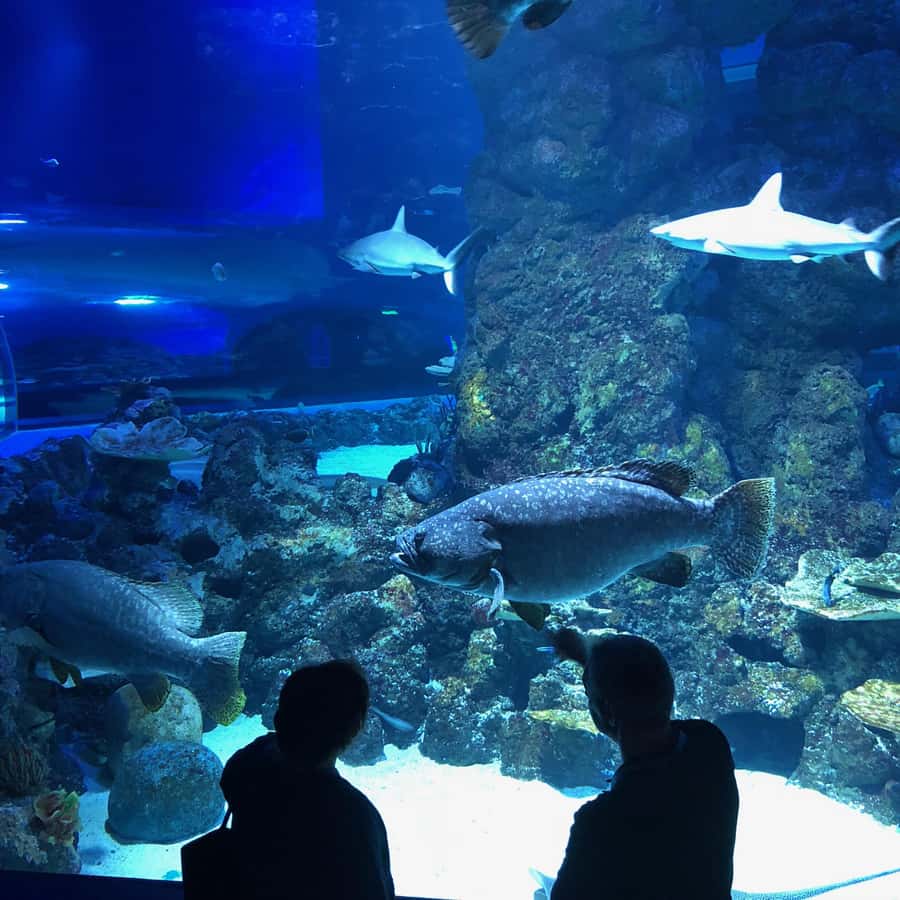 Cairns Aquarium General Admission Ticket - How long should you stay inside?