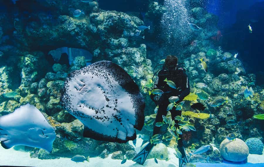 Cairns Aquarium General Admission Ticket - Your ticket experience: ten ecosystems and 71 habitats in one route