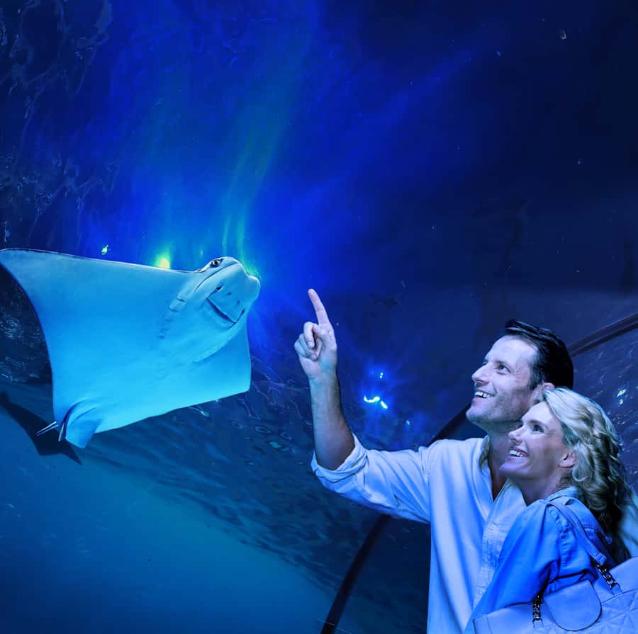 Cairns: Aquarium Guided Twilight Tour with 3-Course Dinner - Key Highlights Worth Your Time