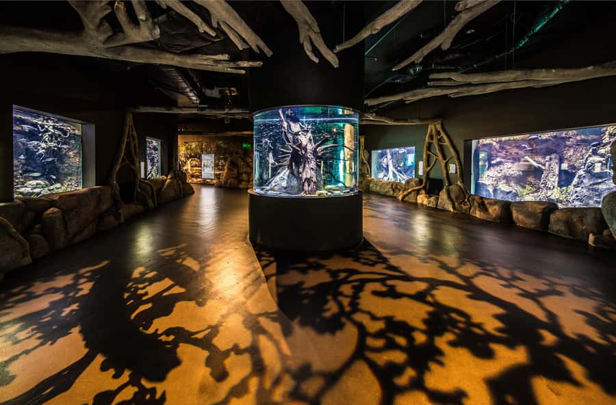 Cairns: Aquarium Guided Twilight Tour with 3-Course Dinner - Why Cairns Aquarium Twilight Changes What You Notice