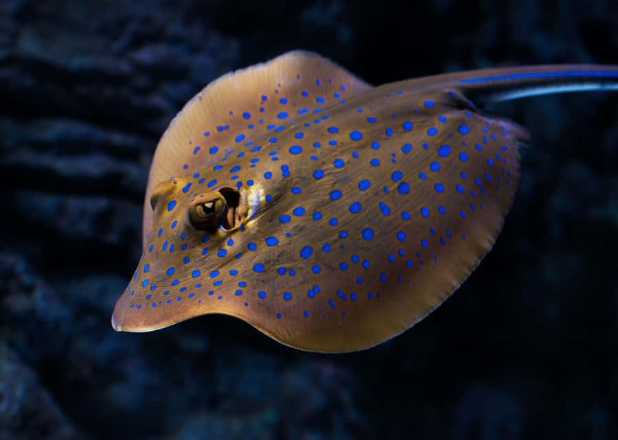Cairns: Aquarium Guided Twilight Tour with 3-Course Dinner - Sharks, Rays, and Groupers in the Coral Sea Spotlight
