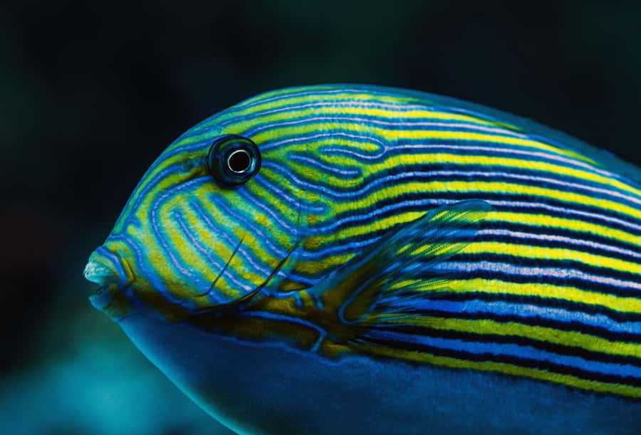 Cairns: Aquarium Guided Twilight Tour with 3-Course Dinner - Dinner at the Aquarium-Themed Restaurant: 3 Courses, Real Meal Energy