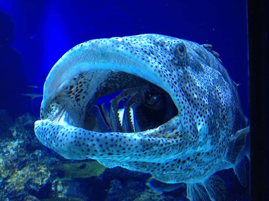 Cairns: Aquarium Guided Twilight Tour with 3-Course Dinner - The 2-Hour Guided Circuit Through 10 Tropical Ecosystems