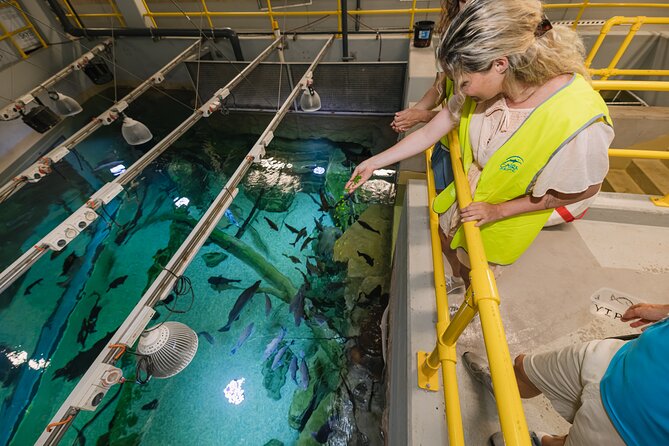 Cairns Aquarium Marine Life Encounter Ticket - Hand feeding cownose rays on the feeding platform