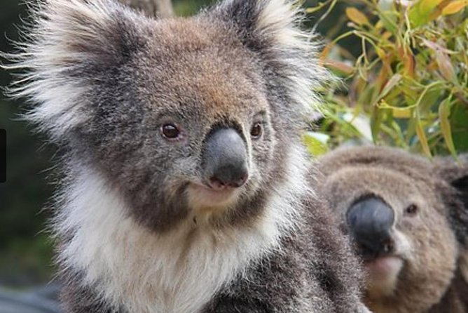 Cairns Aquarium Marine Life Encounter Ticket - Who this tour suits best (and who might feel it’s too much)