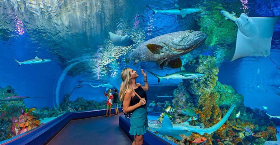 Cairns Aquarium Turtle Hospital and City Sightseeing Tour - Cairns Aquarium Turtle Hospital: the morning with heart