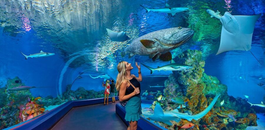 Cairns Aquarium Turtle Hospital and City Sightseeing Tour - Afternoon Devonshire tea: when a scone break is smart planning