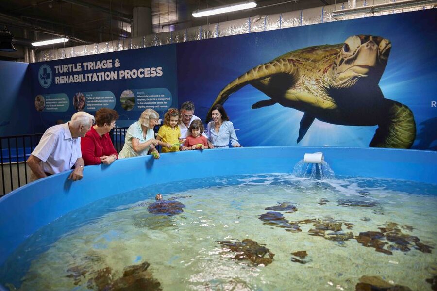 Cairns Aquarium Turtle Hospital and City Sightseeing Tour - Cairns Museum stop: a quick hit with a useful safety net