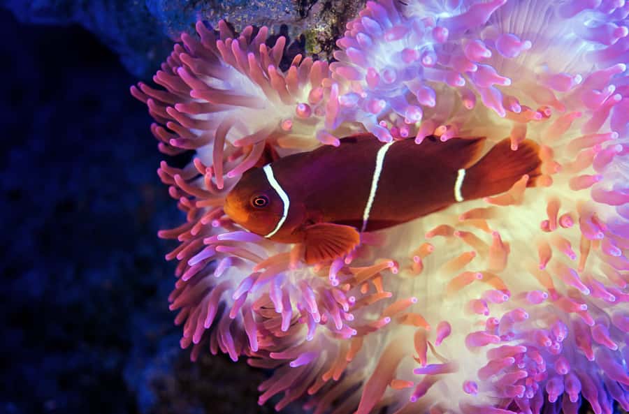 Cairns: Guided Twilight Tour of the Aquarium - Meeting the guide: what you gain from a professional ecologist