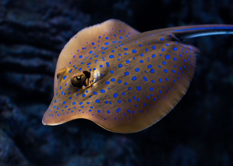 Cairns: Guided Twilight Tour of the Aquarium - It’s not only fish: reptiles, amphibians, insects, and nocturnal life