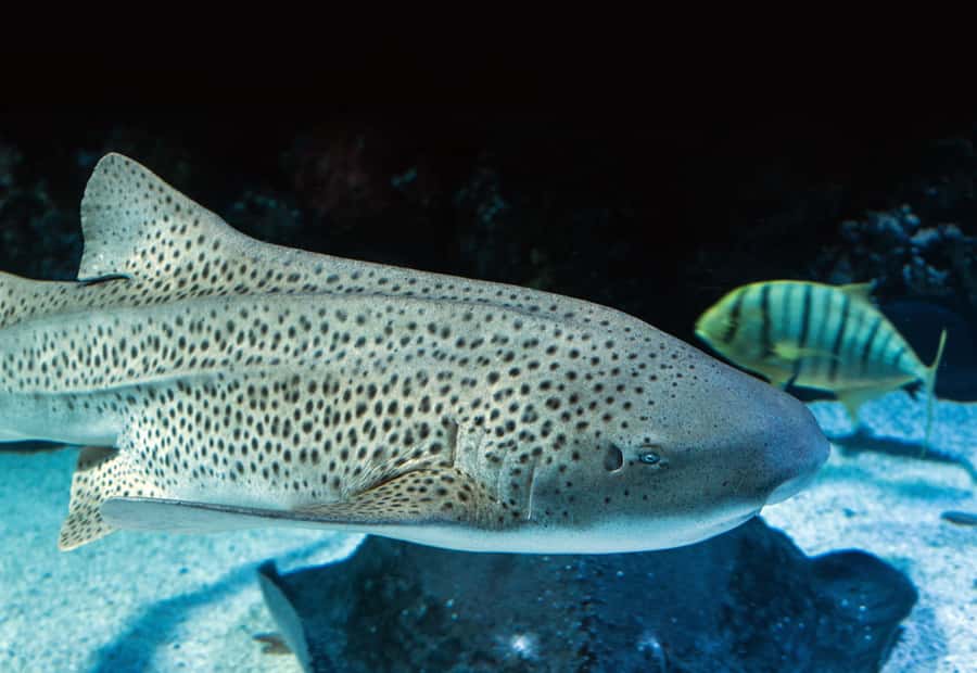 Cairns: Guided Twilight Tour of the Aquarium - Price and value: is $60 worth it for a 2-hour twilight tour?