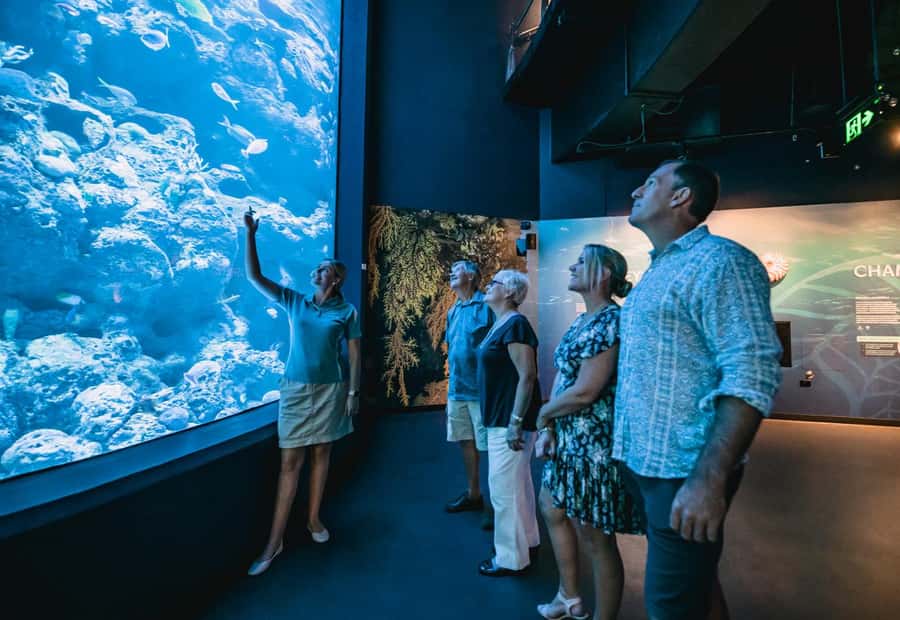Cairns: Night at the Aquarium Guided Tour & 2 Course Dinner - Night at the Aquarium: why Cairns feels so different after dark