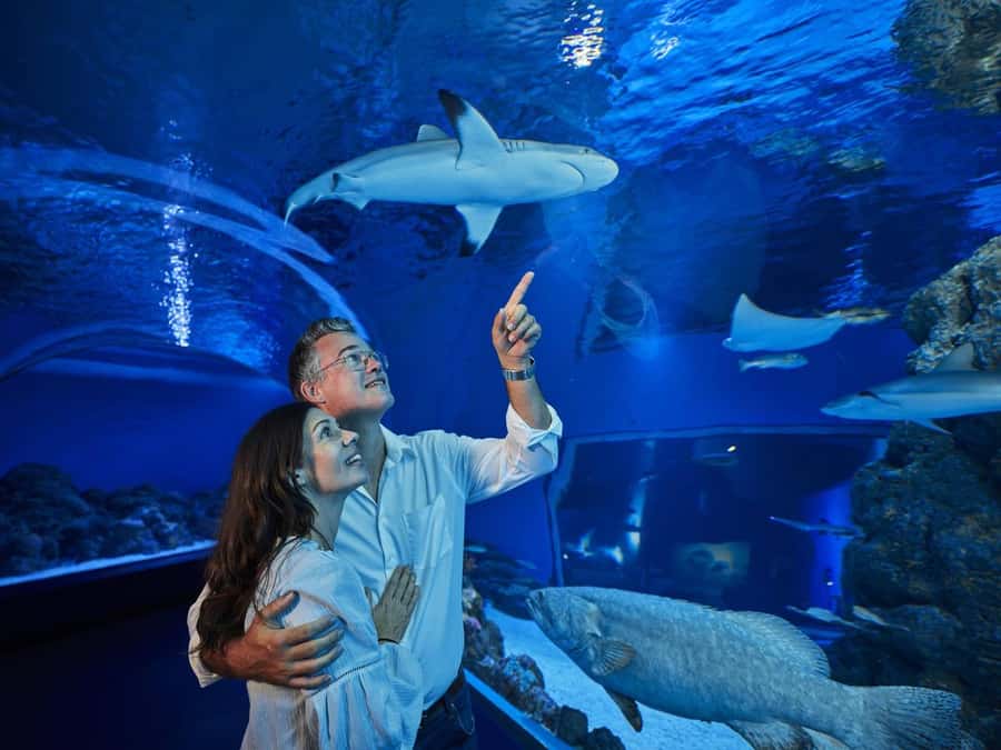 Cairns: Night at the Aquarium Guided Tour & 2 Course Dinner - The 10 ecosystems route: rivers to reef to Coral Sea