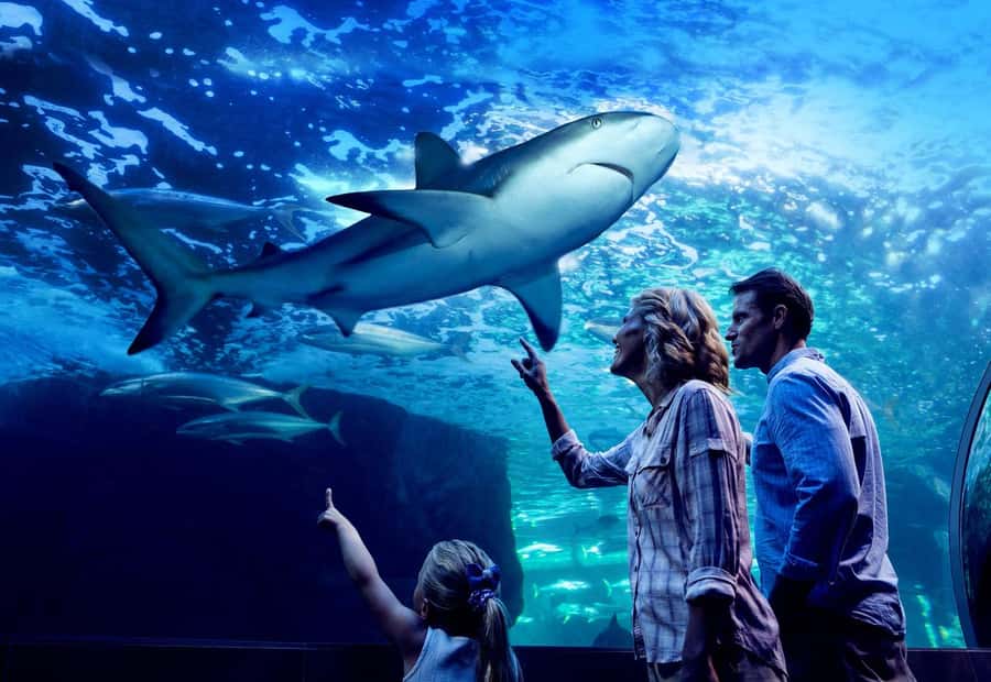 Cairns: Night at the Aquarium Guided Tour - Should You Book This Guided Night Tour?