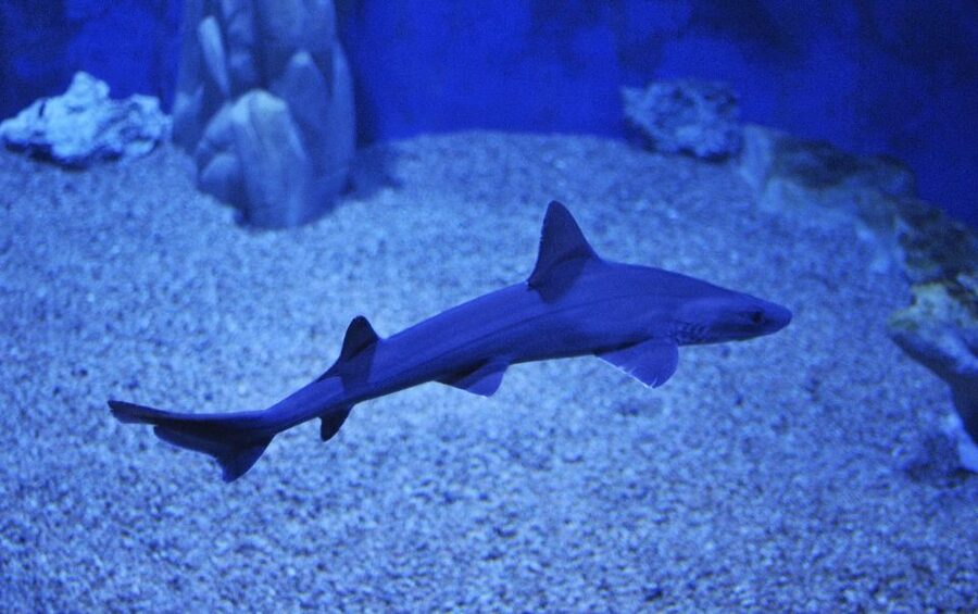 Cala Gonone: Cala Gonone Aquarium Entry Ticket - Key things to know before you go