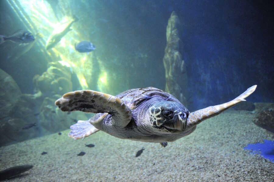 Cala Gonone: Cala Gonone Aquarium Entry Ticket - The 24-tank Mediterranean route (and why it’s worth your time)