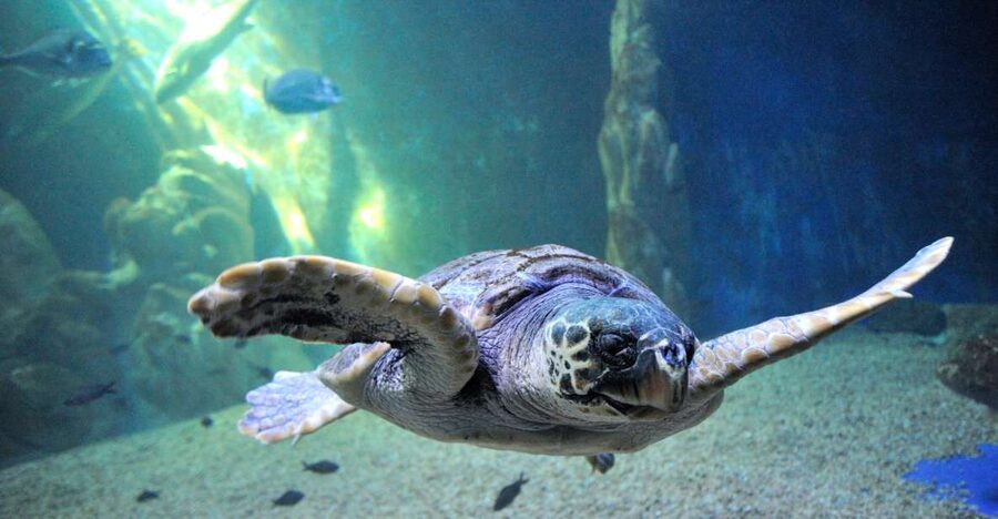 Cala Gonone: Cala Gonone Aquarium Entry Ticket - Entering the modern aquarium: what you’ll actually see