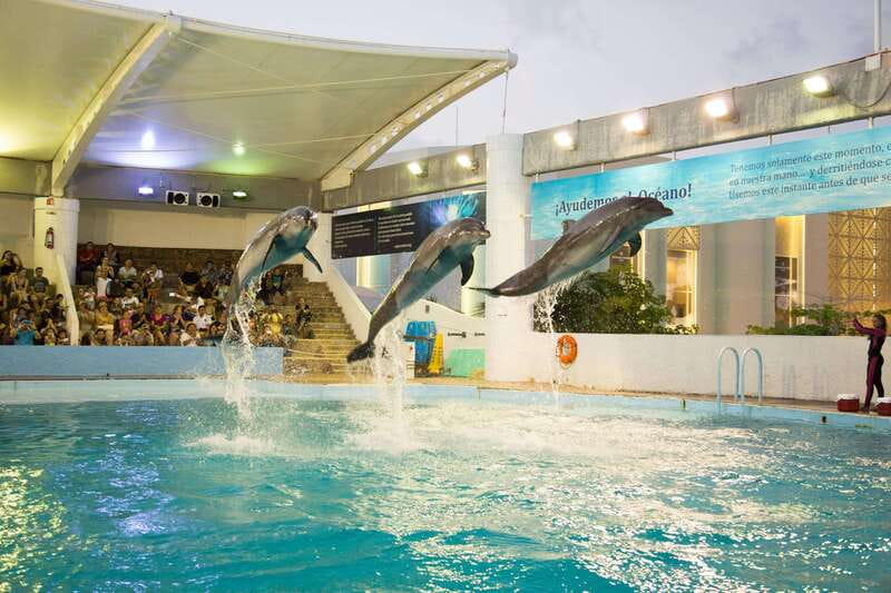 Cancún Interactive Aquarium Admission + Dolphin Presentation - Walking Through the Tanks: 140 Species and 1,195 Specimens