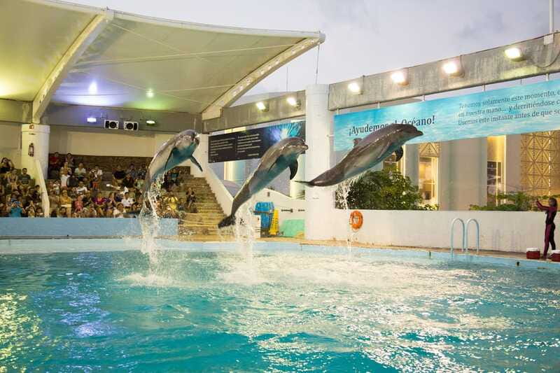 Cancún Interactive Aquarium Admission + Dolphin Presentation - Axolotls and the iPad Zone: The Quiet Tech and the Weird-Cute Exhibit