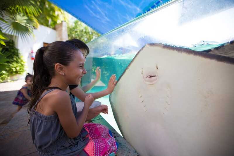 Cancún Interactive Aquarium Admission + Dolphin Presentation - Dolphin Presentation at 7:00 pm: What You’ll See and What’s Not Included