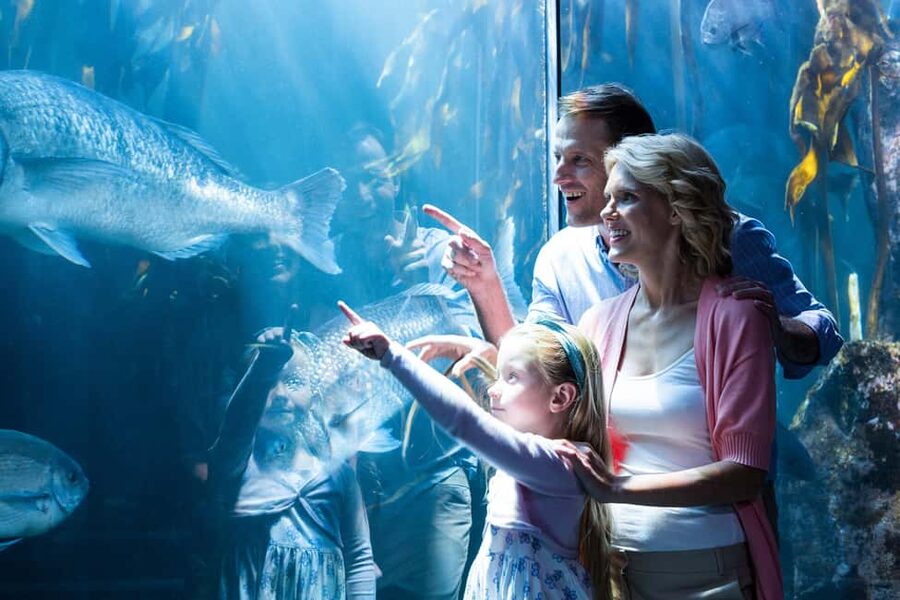 Chicago: 1-5 Day Attraction Pass with Shedd Aquarium - Key Things That Make This Pass Worth a Look