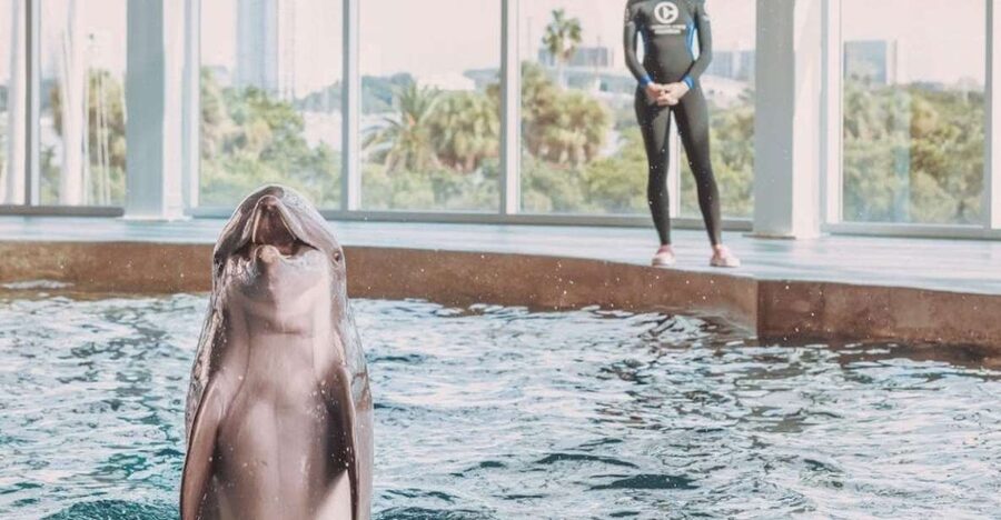 Clearwater: Eco-Certified Marine Aquarium General Admission - Why Clearwater Marine Aquarium feels different from a typical aquarium