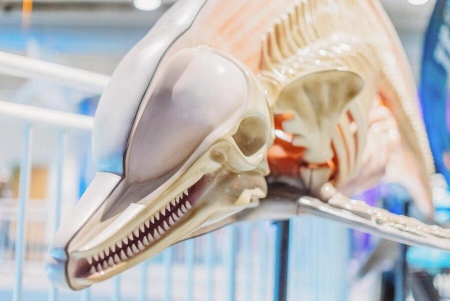 Clearwater: Eco-Certified Marine Aquarium General Admission - Your day with rescued animals: dolphins, otters, stingrays, and more