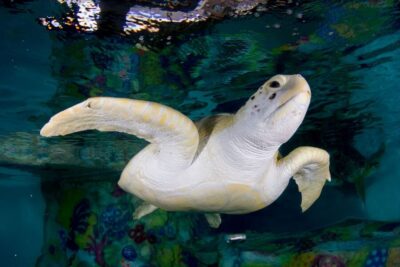 Clearwater: Eco-Certified Marine Aquarium General Admission - Getting oriented: where to start and how to plan your flow