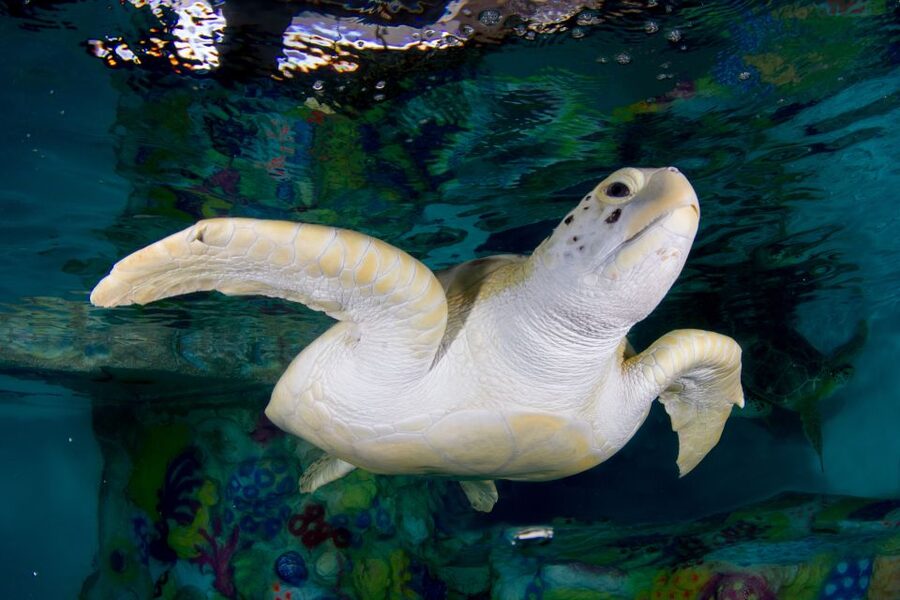 Clearwater: Eco-Certified Marine Aquarium General Admission - Getting oriented: where to start and how to plan your flow