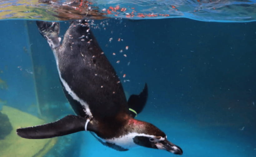 Coex Aquarium Entry Ticket - COEX Aquarium entry ticket: what you actually get