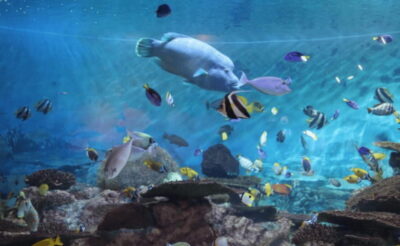 Coex Aquarium Entry Ticket - Entering the aquarium zones: start with the story of habitats