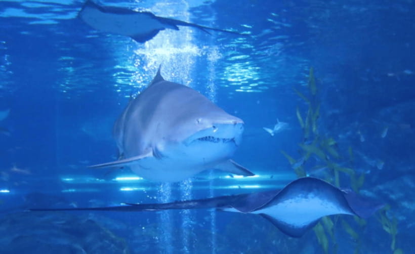 Coex Aquarium Entry Ticket - The underwater tunnel: best viewpoint, best timing