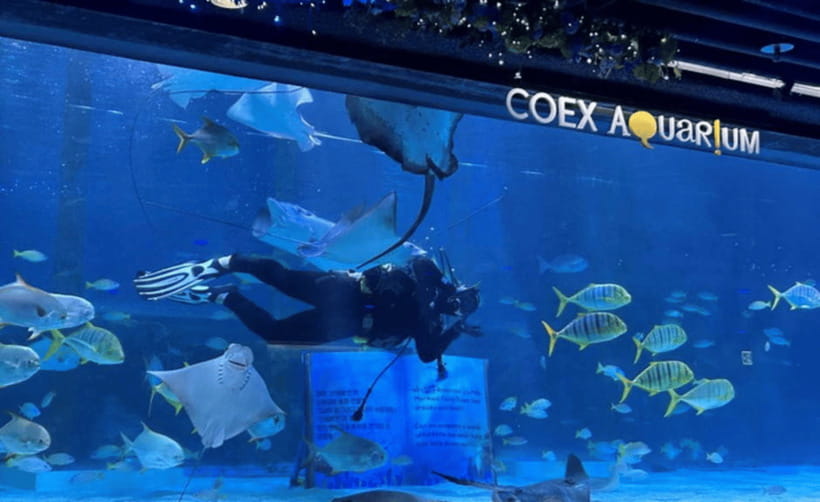 Coex Aquarium Entry Ticket - Touch-zone sea stars: the hands-on break