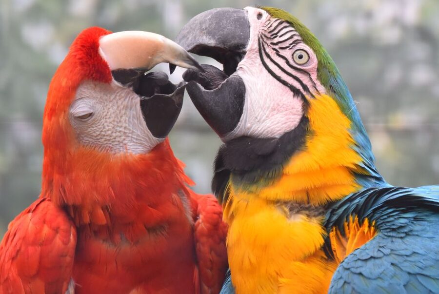 Cologne: Cologne Zoo and Aquarium Entry Ticket - Hippodom and the African River Vibe (Hippos, Crocs, and More)