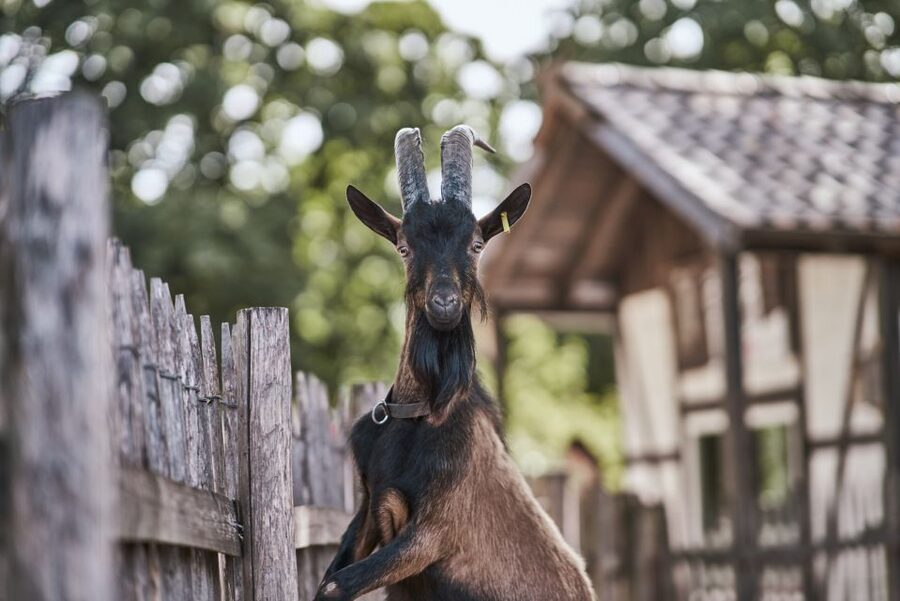 Cologne: Cologne Zoo and Aquarium Entry Ticket - Clemenshof Petting Farm: Goats and Sheep Only