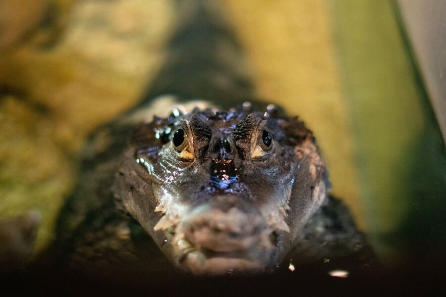 Corfu: Aquarium Entry Ticket with Guided Tour - First stop: Corfu Aquarium’s Mediterranean marine displays