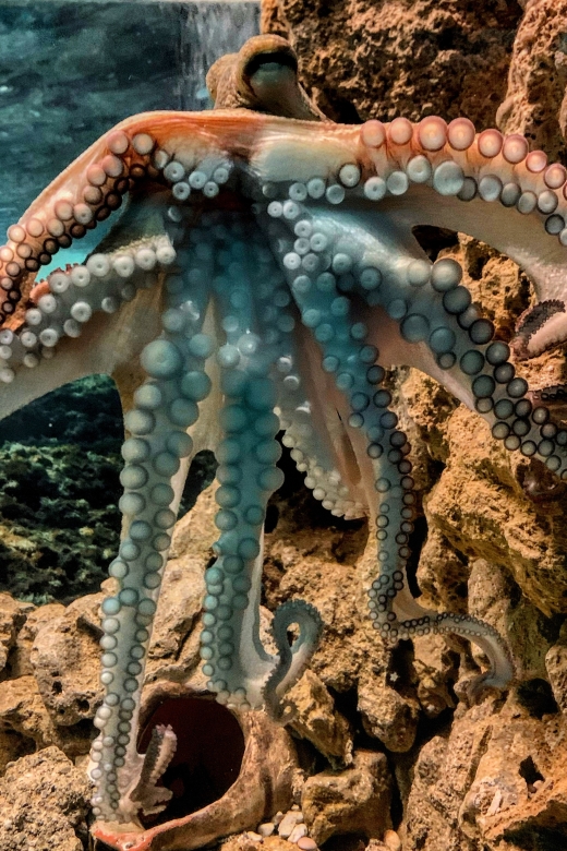 Corfu: Aquarium Entry Ticket with Guided Tour - What you’ll actually see: the animal lineup to look for