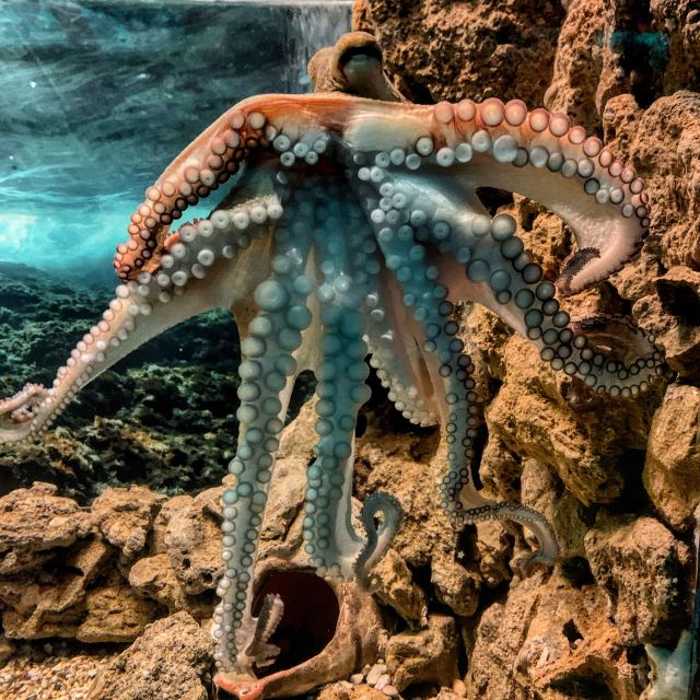Corfu: Aquarium Entry Ticket with Guided Tour - Rules, restrictions, and the small stuff that matters