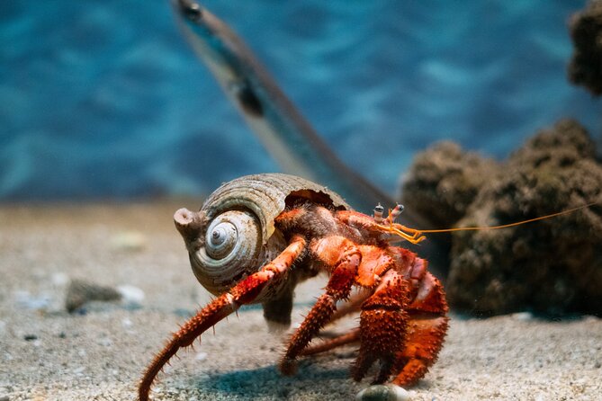 Corfu Aquarium Ticket with Tour Included - Corfu Aquarium in Palaiokastritsa: what the timing is really like