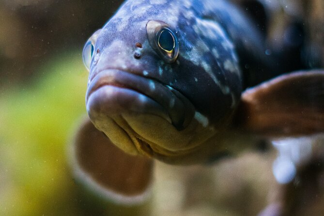 Corfu Aquarium Ticket with Tour Included - Meeting point and getting there without hassle