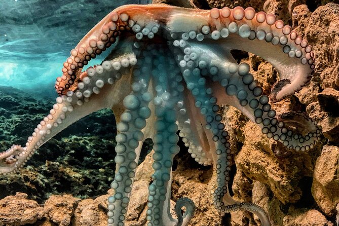 Corfu Aquarium Ticket with Tour Included - Guide-led English: why it matters more than you’d think