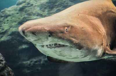 Crete: Heraklion Center, Local Market and Creta Aquarium - Cretaquarium: sharks, turtles, and jellyfish with a time-saving plan