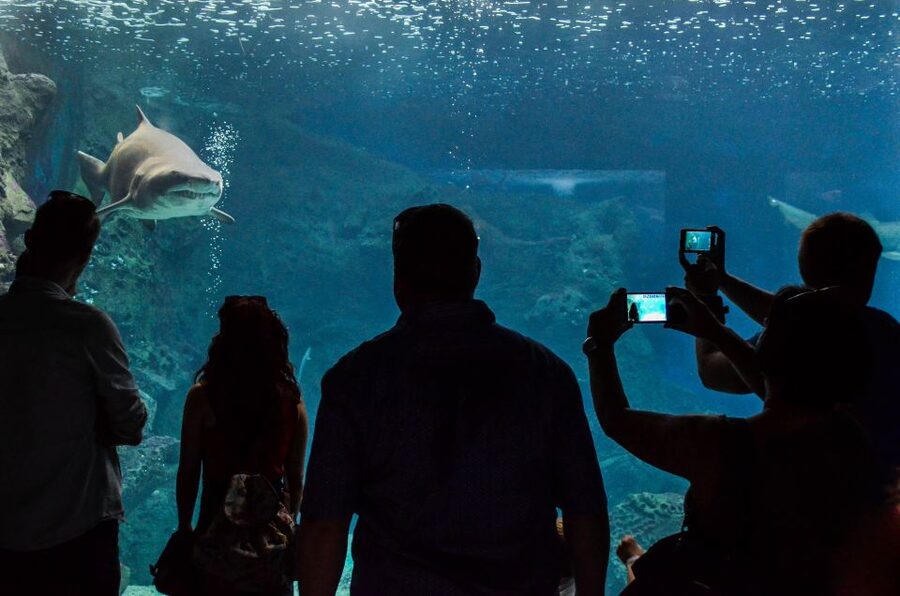 Crete: Heraklion Center, Local Market and Creta Aquarium - Heraklion free time: how to use your 2 blocks of city exploring