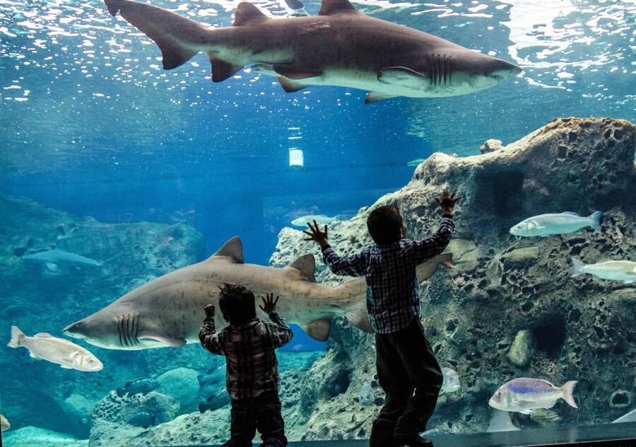 Crete: Heraklion Center, Local Market and Creta Aquarium - Who this Heraklion half-day suits best